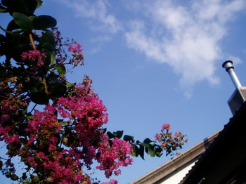 豊田　足助　自宅　百日紅のサムネール画像