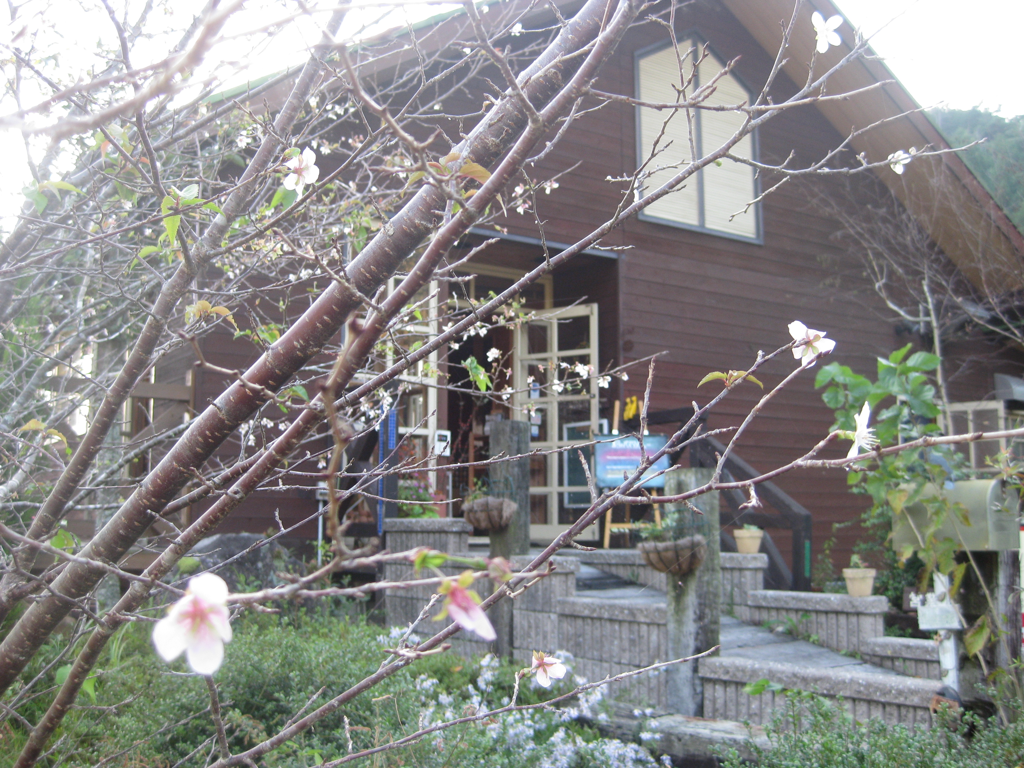 四季桜＆店.JPG